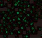 APC11 Antibody