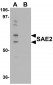 SAE2 Antibody