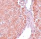 SUMO3 Antibody