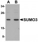 SUMO3 Antibody