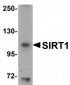 SIRT1 Antibody