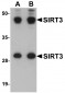 SIRT3 Antibody