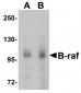 B-raf Antibody