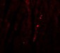 ATG13 Antibody