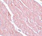 ATG13 Antibody