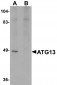 ATG13 Antibody