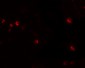 USP10 Antibody