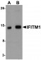 IFITM1 Antibody