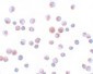 FOXO1 Antibody