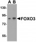 FOXO3 Antibody