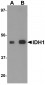 IDH1 Antibody