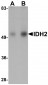 IDH2 Antibody