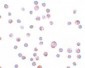 ZC3HAV1 Antibody