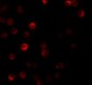 ZC3HAV1 Antibody