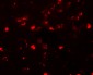 SH3RF2 Antibody
