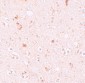 SH3RF2 Antibody