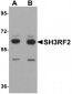 SH3RF2 Antibody