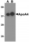 ApoA4 Antibody