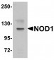NOD1 Antibody