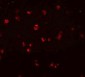 NOD3 Antibody