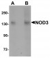 NOD3 Antibody