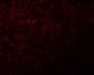 NOD5 Antibody