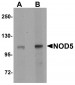 NOD5 Antibody