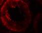 NOD6 Antibody