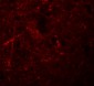 NALP7 Antibody
