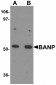 BANP Antibody