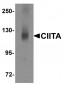 CIITA Antibody