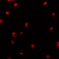 KPNA1 Antibody