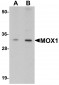 MOX1 Antibody