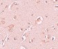 STAU1 Antibody