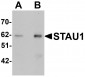 STAU1 Antibody