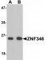 ZNF346 Antibody