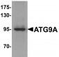 ATG9A Antibody