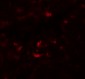 PIWI-L1 Antibody