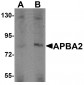 APBA2 Antibody