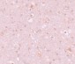 CXXC4 Antibody