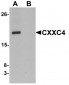 CXXC4 Antibody