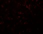 SYNPO Antibody