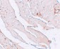 KLOTHO Antibody