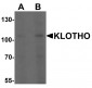 KLOTHO Antibody