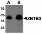 ZBTB3 Antibody