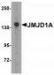 AXIN2 Antibody