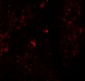 RHAMM Antibody