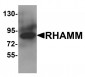 RHAMM Antibody