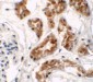 ZNF346 (CT) Antibody