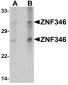 ZNF346 (CT) Antibody